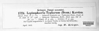 Typhicola typharum image